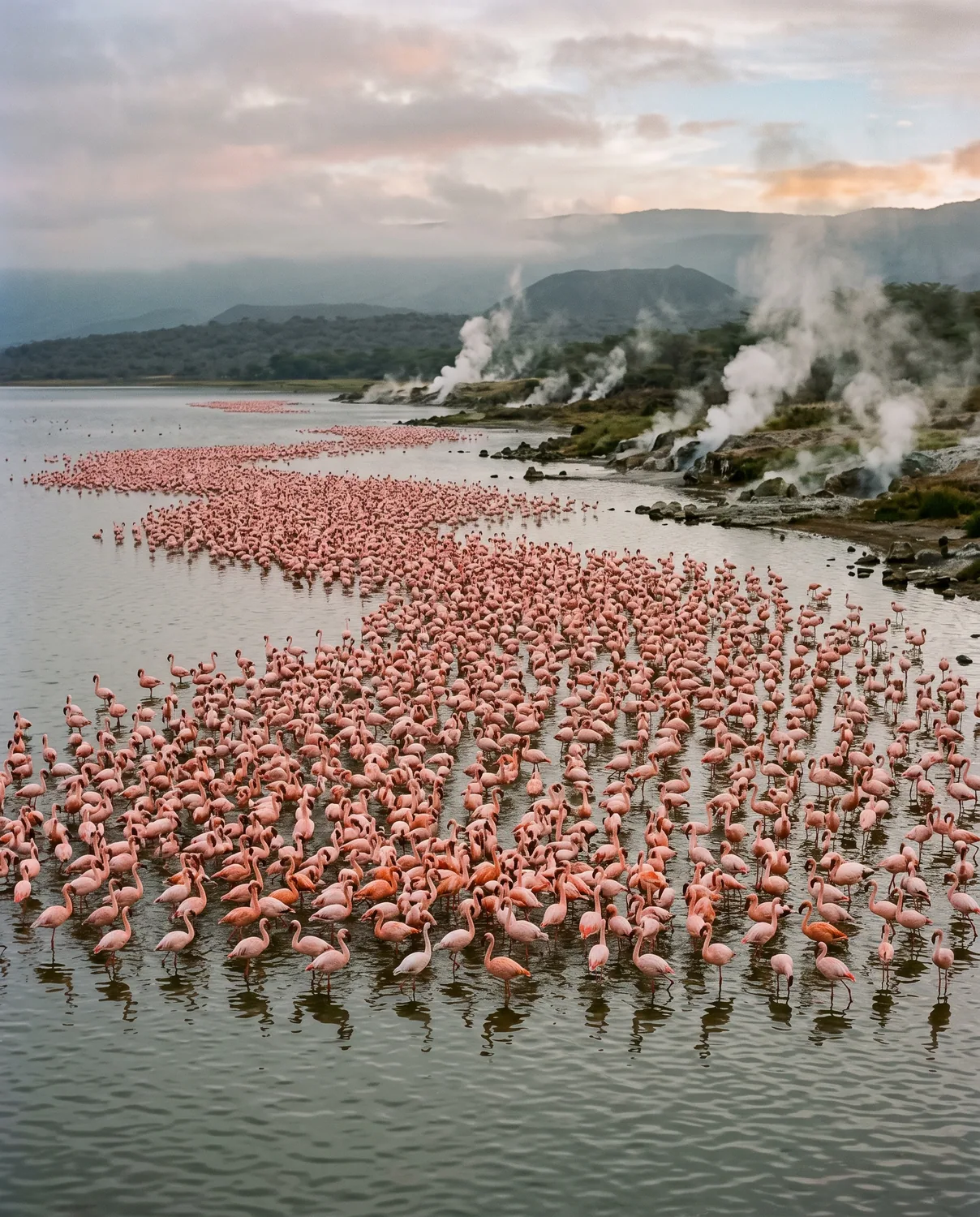 Lago Bogoria